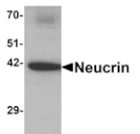 Western blot - NEUCRIN Antibody from Signalway Antibody (25359) - Antibodies.com