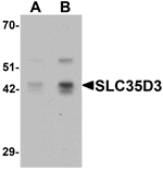 Western blot analysis of SLC35D3 in HeLa cell lysate with SLC35D3 antibody at (A) 1 and (B) 2 µg/mL.