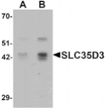 Western blot - SLC35D3 Antibody from Signalway Antibody (25375) - Antibodies.com