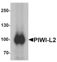 Western blot - PIWI-L2 Antibody from Signalway Antibody (25385) - Antibodies.com