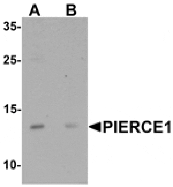 Western blot - PIERCE1 Antibody from Signalway Antibody (25426) - Antibodies.com
