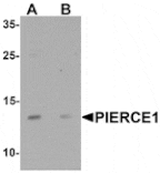 Western blot - PIERCE1 Antibody from Signalway Antibody (25426) - Antibodies.com