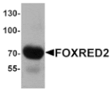 Western blot - FOXRED2 Antibody from Signalway Antibody (25460) - Antibodies.com