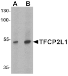 Western blot - TFCP2L1 Antibody from Signalway Antibody (25477) - Antibodies.com