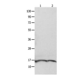 ITGB3BP Antibody from Signalway Antibody (31091) - Antibodies.com