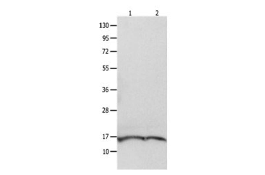 ITGB3BP Antibody from Signalway Antibody (31091) - Antibodies.com