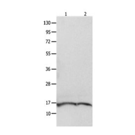 ITGB3BP Antibody from Signalway Antibody (31091) - Antibodies.com