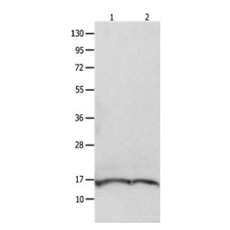 ITGB3BP Antibody from Signalway Antibody (31091) - Antibodies.com
