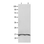 ITGB3BP Antibody from Signalway Antibody (31091) - Antibodies.com