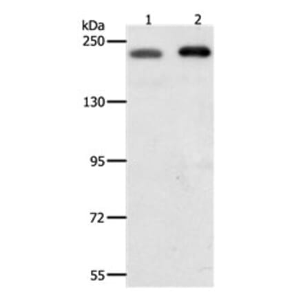 SMARCA4 Antibody from Signalway Antibody (31163) - Antibodies.com