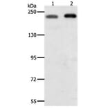 SMARCA4 Antibody from Signalway Antibody (31163) - Antibodies.com