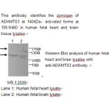 ADAMTS3 Antibody from Signalway Antibody (39211) - Antibodies.com