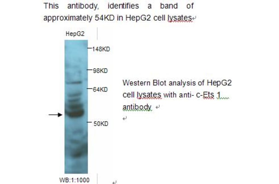 c-Ets 1 Antibody from Signalway Antibody (39237) - Antibodies.com