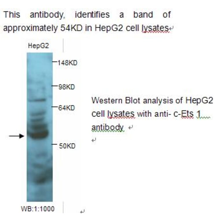 c-Ets 1 Antibody from Signalway Antibody (39237) - Antibodies.com