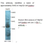 c-Ets 1 Antibody from Signalway Antibody (39237) - Antibodies.com