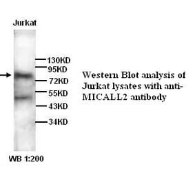 MICALL2 Antibody from Signalway Antibody (39268) - Antibodies.com