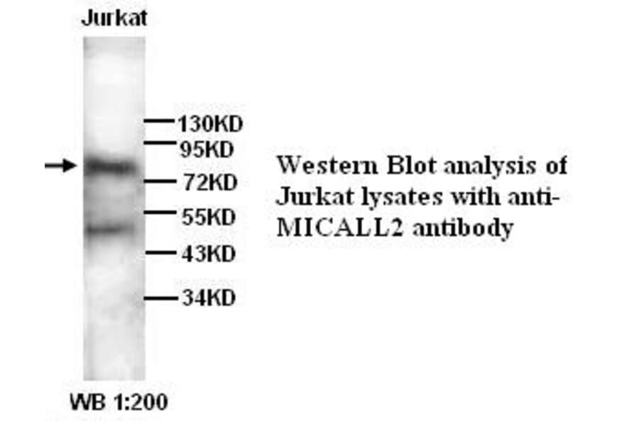 MICALL2 Antibody from Signalway Antibody (39268) - Antibodies.com