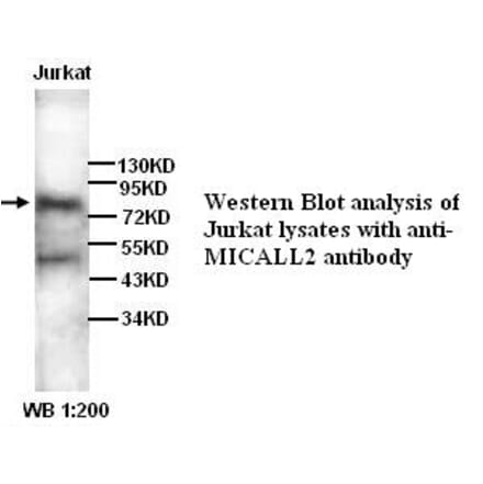 MICALL2 Antibody from Signalway Antibody (39268) - Antibodies.com