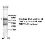 MICALL2 Antibody from Signalway Antibody (39268) - Antibodies.com