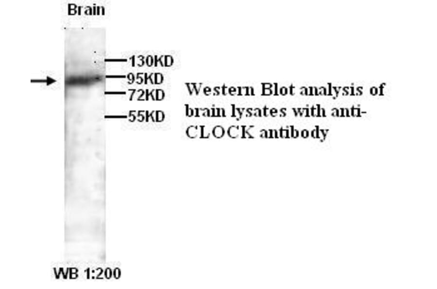 CLOCK ) Antibody from Signalway Antibody (39300) - Antibodies.com