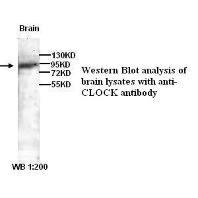 CLOCK ) Antibody from Signalway Antibody (39300) - Antibodies.com