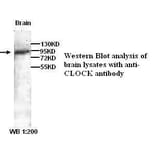 CLOCK ) Antibody from Signalway Antibody (39300) - Antibodies.com