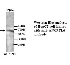 ANGPTL6 Antibody from Signalway Antibody (39318) - Antibodies.com