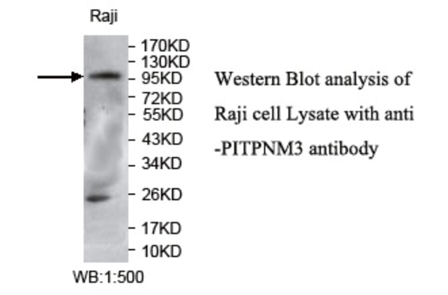 PITPNM3 Antibody from Signalway Antibody (39735) - Antibodies.com