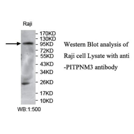 PITPNM3 Antibody from Signalway Antibody (39735) - Antibodies.com