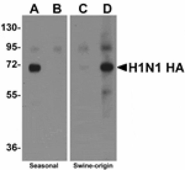 Western blot - Seasonal H1N1 Hemagglutinin Antibody from Signalway Antibody (24917) - Antibodies.com