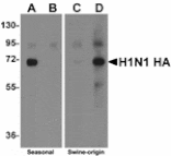 Western blot - Seasonal H1N1 Hemagglutinin Antibody from Signalway Antibody (24917) - Antibodies.com