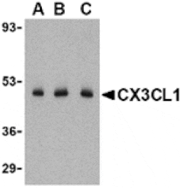 Western blot - CX3CL1 Antibody from Signalway Antibody (24058) - Antibodies.com