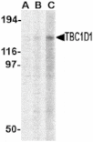 Western blot - TBC1D1 Antibody from Signalway Antibody (24536) - Antibodies.com