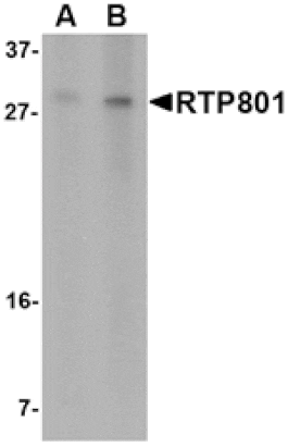 Western blot - RTP801 Antibody from Signalway Antibody (24649) - Antibodies.com