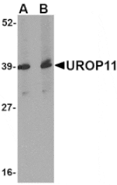 Western blot - UROP11 Antibody from Signalway Antibody (24688) - Antibodies.com