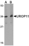Western blot - UROP11 Antibody from Signalway Antibody (24688) - Antibodies.com