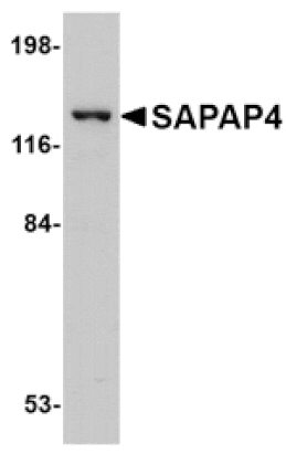 Western blot - SAPAP4 Antibody from Signalway Antibody (24697) - Antibodies.com