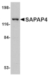Western blot - SAPAP4 Antibody from Signalway Antibody (24697) - Antibodies.com