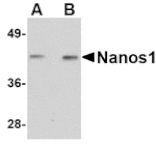 Western blot - Nanos1 Antibody from Signalway Antibody (24715) - Antibodies.com