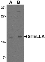 Western blot analysis of Stella in 293 cell lysate with Stella antibody at (A) 1 and (B) 2 µg/mL.