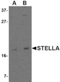 Western blot - Stella Antibody from Signalway Antibody (24737) - Antibodies.com