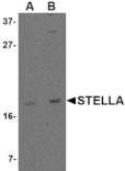 Western blot - Stella Antibody from Signalway Antibody (24737) - Antibodies.com