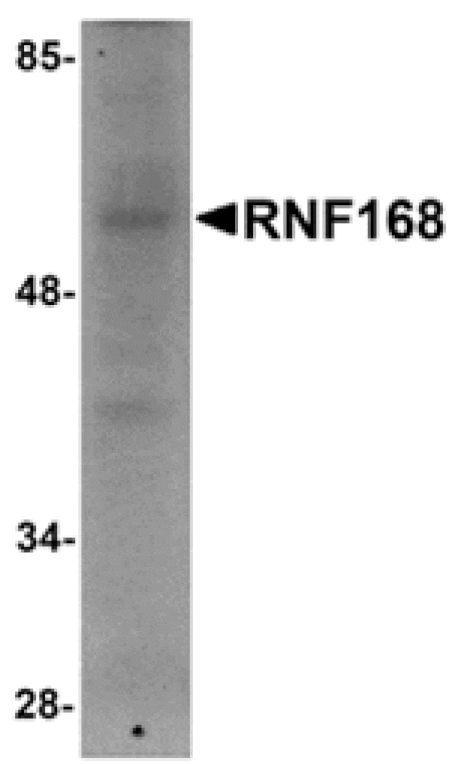 Western blot - RNF168 Antibody from Signalway Antibody (24885) - Antibodies.com