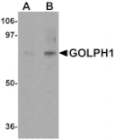 Western blot - GOLPH1 Antibody from Signalway Antibody (24984) - Antibodies.com