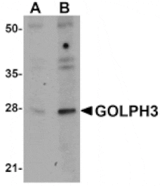 Western blot - GOLPH3 Antibody from Signalway Antibody (24986) - Antibodies.com
