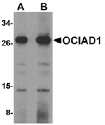 Western blot - OCIAD1 Antibody from Signalway Antibody (24995) - Antibodies.com