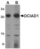 Western blot - OCIAD1 Antibody from Signalway Antibody (24995) - Antibodies.com