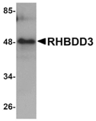 Western blot - RHBDD3 Antibody from Signalway Antibody (25022) - Antibodies.com