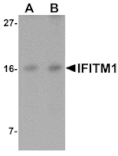 Western blot - IFITM1 Antibody from Signalway Antibody (25135) - Antibodies.com