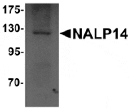 Western blot - NALP14 Antibody from Signalway Antibody (25188) - Antibodies.com